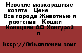 Невские маскарадные котята › Цена ­ 20 000 - Все города Животные и растения » Кошки   . Ненецкий АО,Хонгурей п.